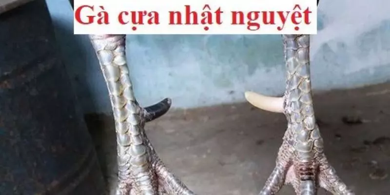 Giải đáp thắc mắc của nhiều người về Gà đá cựa nhật nguyệt là gì? 