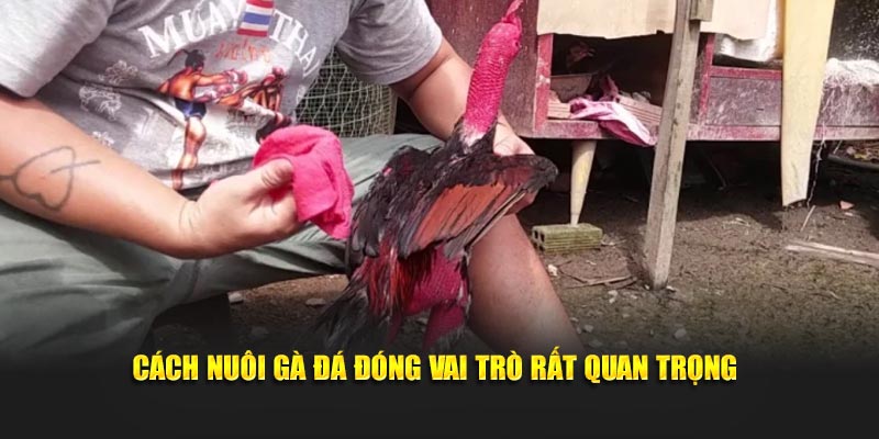 Cách nuôi gà đá đóng vai trò rất quan trọng