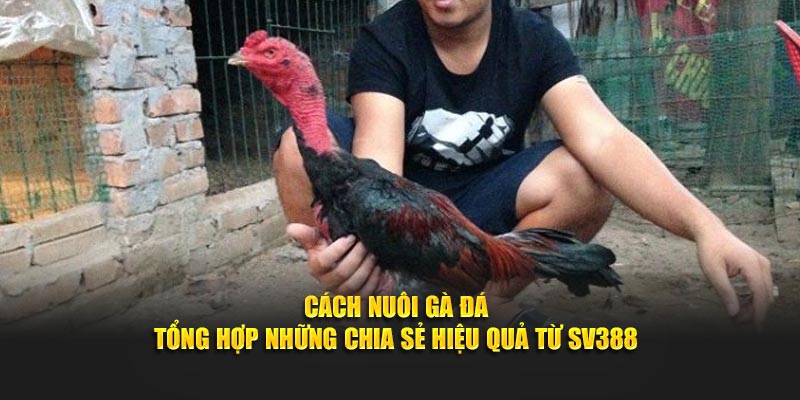 Cách Nuôi Gà Đá - Tổng Hợp Những Chia Sẻ Hiệu Quả Từ WW88