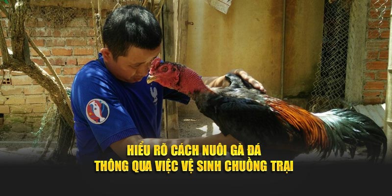 Hiểu rõ cách nuôi gà đá thông qua việc vệ sinh chuồng trại