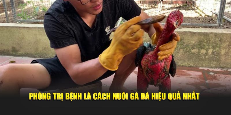 Phòng trị bệnh là cách nuôi gà đá hiệu quả nhất